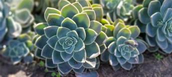辦公室裝修:打造你的舒適綠色辦公室環(huán)境，療愈系多肉植物5選！